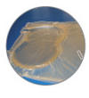 coussin gel